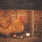 Peluang dan Tantangan Bisnis Ayam Petelur bisnis ayam petelur
