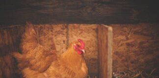 Peluang dan Tantangan Bisnis Ayam Petelur bisnis ayam petelur
