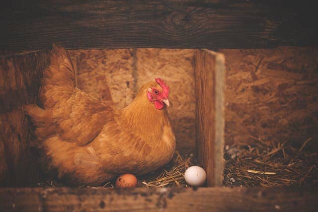 bisnis-ayam-petelur bisnis ayam petelur